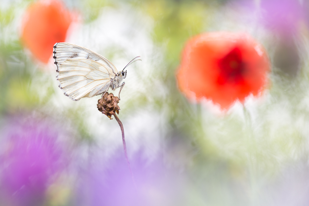 Flower power butterflies