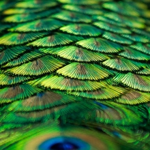 Pathway of Feathers