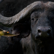 Cape buffalo with Oxpecker 
