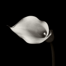 A series based on a Calla Lily