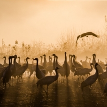 Gloden cranes