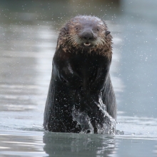 Sea otter hunting!