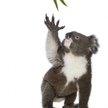 Koala Reach
