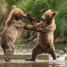 Sparring Cubs