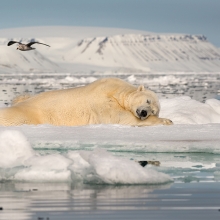 Dreaming of Sea Ice