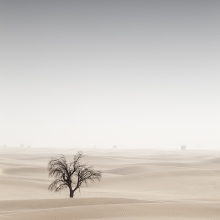 A Desert in Transition