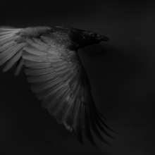 Crow in the dark