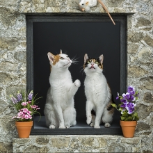 Window cats