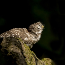 Little Owl (Athene noctua) Cowering as a buzzard flies overhead
