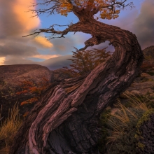 Trees of Patagonia