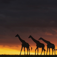 Giraffes at sunset 